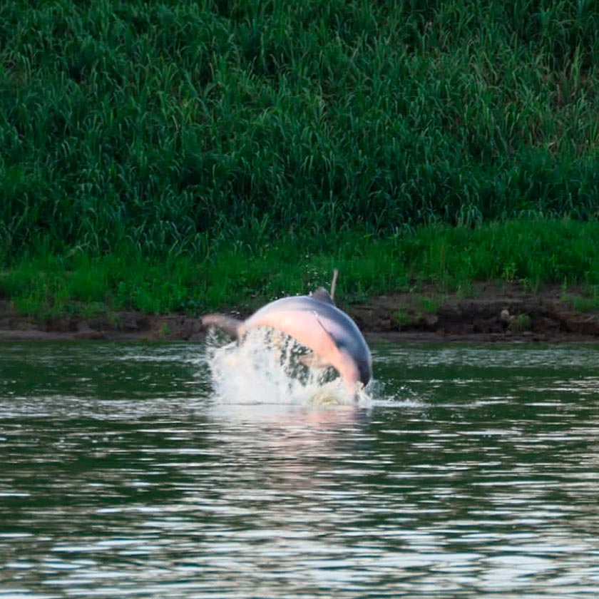 dolphins paradise peruvian amazon river